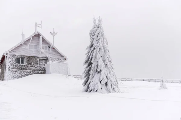 Winterlandschap Met Besneeuwde Bomen — Stockfoto