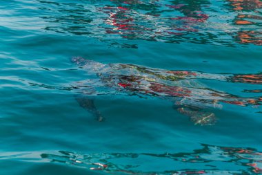 Dalgalar ve suyla yüzme havuzu