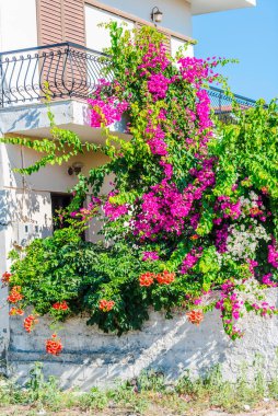 Yunanistan 'da güzel Akdeniz çiçekleri