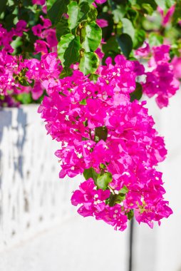 Yunanistan 'da güzel Akdeniz çiçekleri