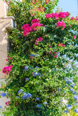Yunanistan 'da güzel Akdeniz çiçekleri