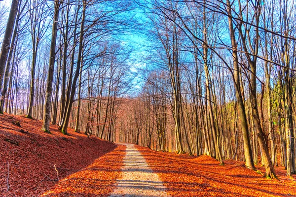 Paysage Automne Dans Forêt — Photo