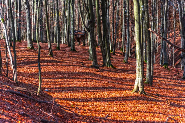 Csodálatos Őszi Táj Plitvice Jezera Park Horvátország — Stock Fotó