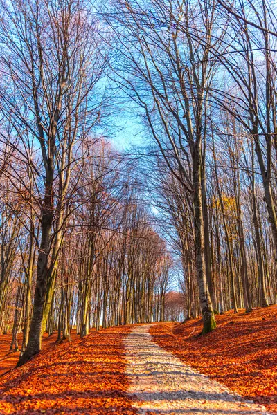 Incredibile Paesaggio Autunnale Parco Plitvice Jezera Croazia — Foto Stock