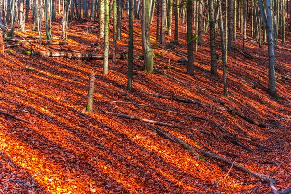 素晴らしい秋の風景 プリトヴィツェ イェゼラ公園 クロアチア — ストック写真