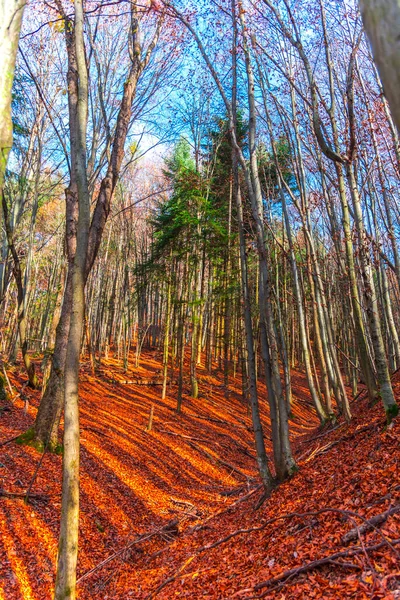 素晴らしい秋の風景 プリトヴィツェ イェゼラ公園 クロアチア — ストック写真