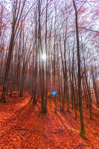 Paisagem Incrível Outono Plitvice Jezera Park Croácia — Fotografia de Stock