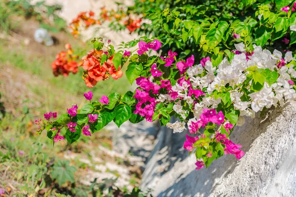 希腊美丽的观赏花 — 图库照片