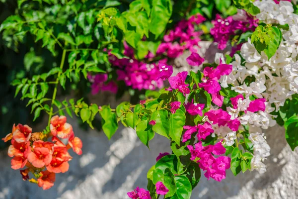 Hermosas Flores Mediterráneas Grecia — Foto de Stock