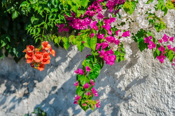 希腊美丽的观赏花 — 图库照片
