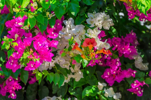 Belas Flores Mediterrâneas Grécia — Fotografia de Stock