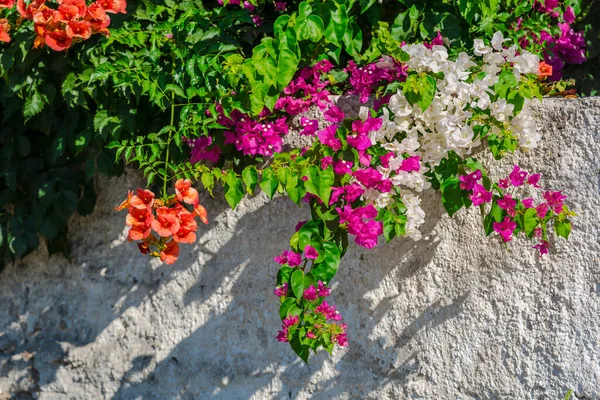 Belas Flores Mediterrâneas Grécia — Fotografia de Stock