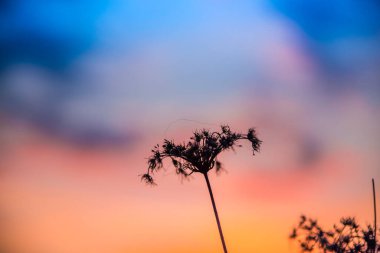 Ormanda ilkbahar manzarası