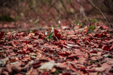 Ormanda yabani bahar çiçekleri