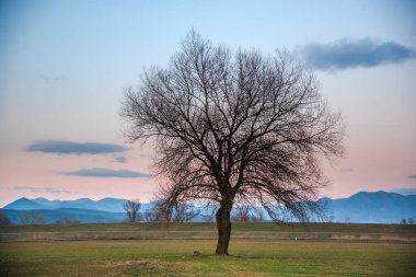 Ormanda ilkbahar manzarası
