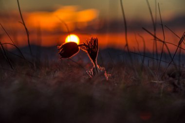 Baharda gün batımı