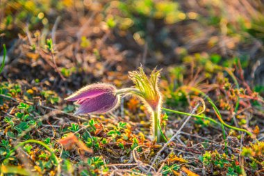Tarlada yabani pulsatilla çiçekleri