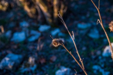 Parkta bahar arazisi.