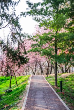 Baharda yabani kiraz çiçekleri 