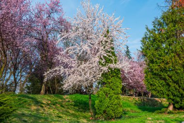 Baharda yabani kiraz çiçekleri 