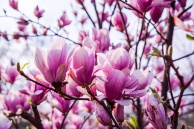 Ağaçtaki güzel Manolya Çiçekleri 