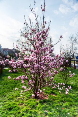 Ağaçtaki güzel Manolya Çiçekleri 