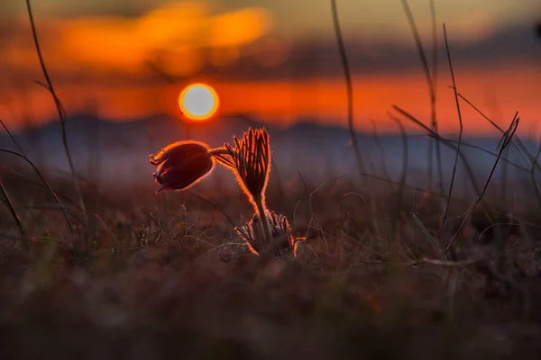 Zonsondergang Lente — Stockfoto