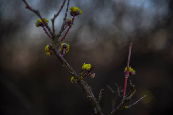 Landcsape Primaverile Nel Parco — Foto Stock