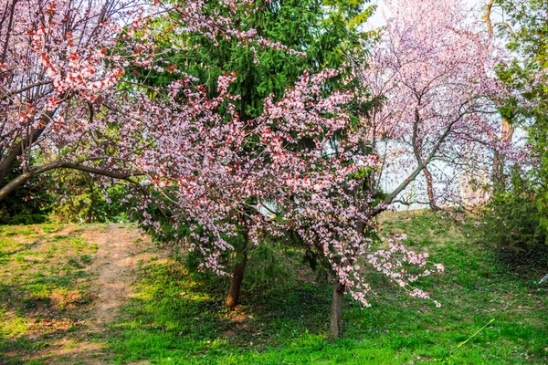 Wild cherry flowers in the springtime