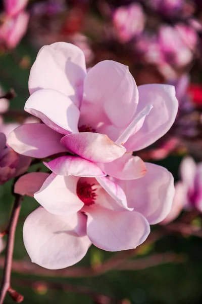 Belles Fleurs Magnolia Sur Arbre — Photo