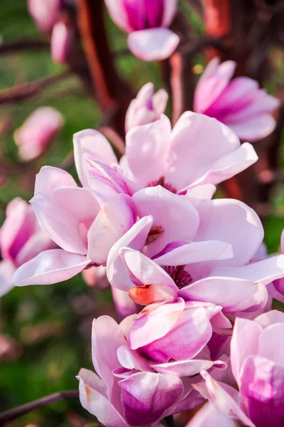 Όμορφα Λουλούδια Magnolia Στο Δέντρο — Φωτογραφία Αρχείου