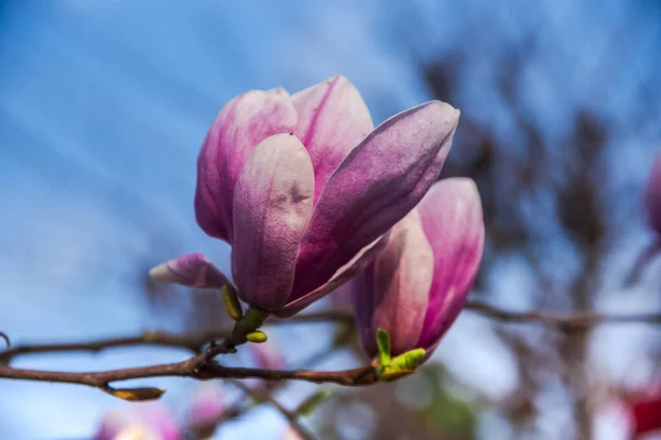 Belles Fleurs Magnolia Sur Arbre — Photo