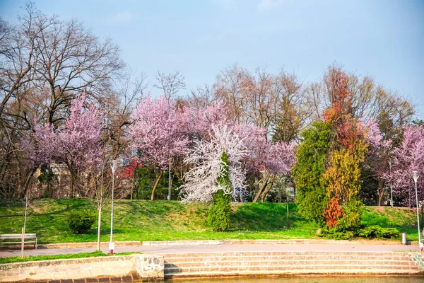 Wild Cherry Flowers Springtime — Stock Photo, Image