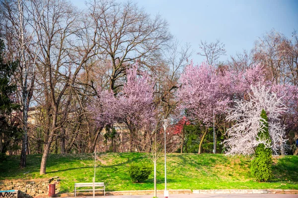 Wild Cherry Flowers Springtime — Stock Photo, Image