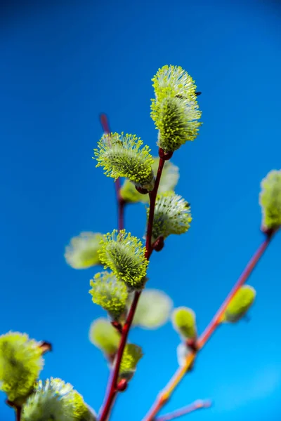 Bourgeons Saule Printemps — Photo