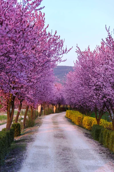 Çiçek açan kiraz ağaçlarıyla ilkbahar manzarası