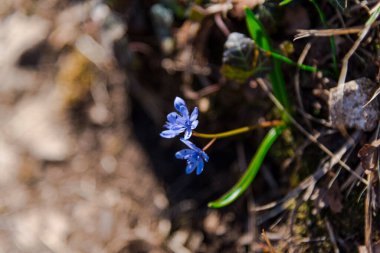 Ormanda yabani bahar çiçekleri