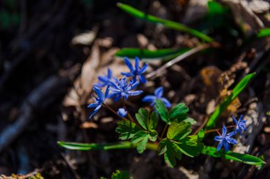 Ormanda yabani bahar çiçekleri