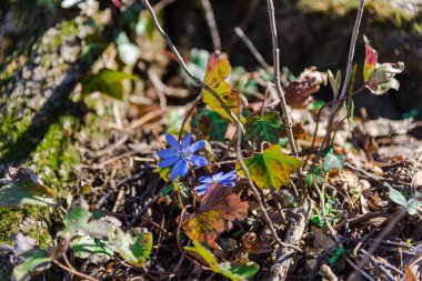 Ormanda yabani bahar çiçekleri
