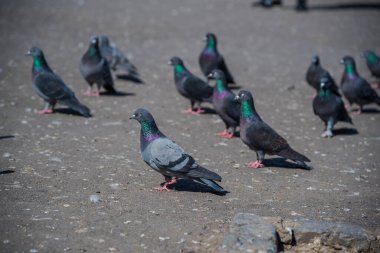 Sokaktaki güzel güvercin