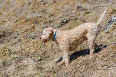 Dağda sevimli bir köpek