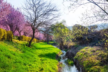 Baharda açan yabani kiraz çiçekleri