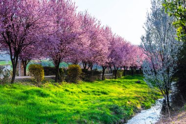 Baharda açan yabani kiraz çiçekleri