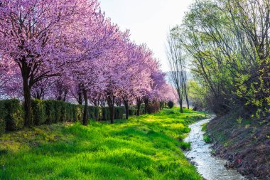 Baharda açan yabani kiraz çiçekleri