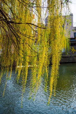 İlkbaharda nehrin kıyısında söğüt