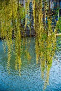 İlkbaharda nehrin kıyısında söğüt