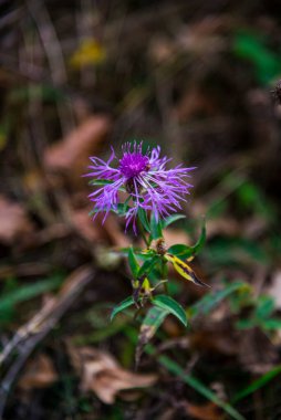 Ormanda yabani çiçekler