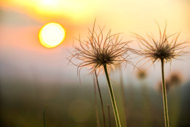 İlkbaharda gün batımında çayırda yabani çiçekler 