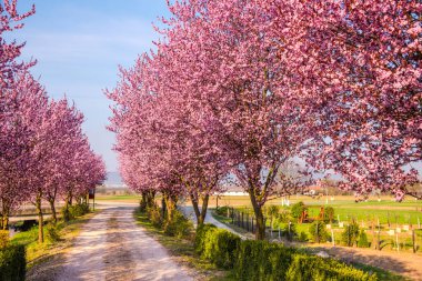Çiçek açan ağaçlarla ilkbahar manzarası