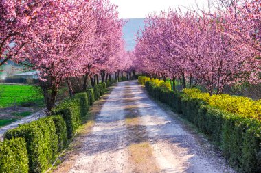 Çiçek açan ağaçlarla ilkbahar manzarası